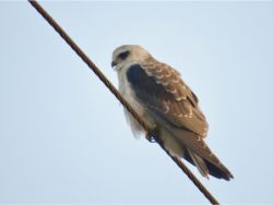 Black-winged Kite